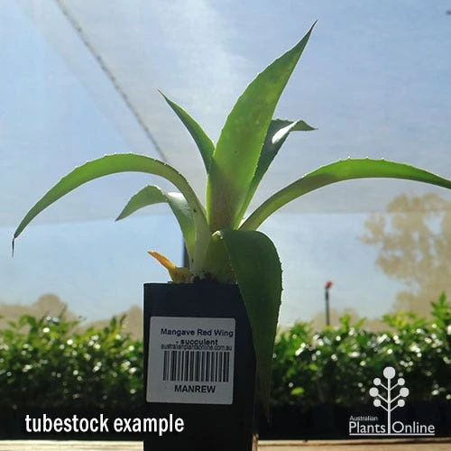 Mangave Red Wing - Succulent 6 Mangave Red Wing - Succulent - Image 4