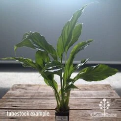 Spathiphyllum Maracay - Peace Lily -Plant Sale Store apo maracay tubestock office
