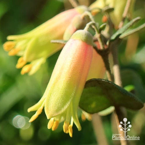 Correa Marian's Marvel 8 Correa Marian's Marvel - Image 6