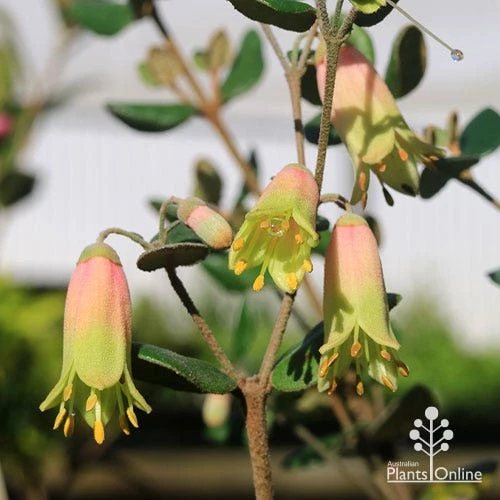 Correa Marian's Marvel 3 Correa Marian's Marvel