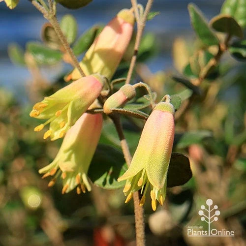 Correa Marian's Marvel 11 Correa Marian's Marvel - Image 9