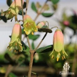 Correa Marian's Marvel 29 Correa Marian's Marvel -Plant Sale Store apo marians marvel correa tubestock flowering