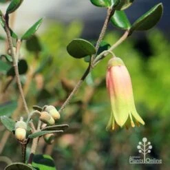 Correa Marian's Marvel 20 Correa Marian's Marvel -Plant Sale Store apo marians marvel flower and buds