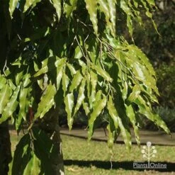 Mast Tree - Polyalthia -Plant Sale Store apo mast tree foliage noosa