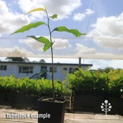 Mast Tree - Polyalthia -Plant Sale Store apo mast tree tubestock