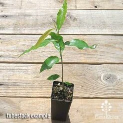 Mast Tree - Polyalthia -Plant Sale Store apo mast tree tubestock top