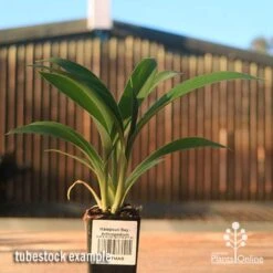 Matapouri Bay - Arthropodium 15 Matapouri Bay - Arthropodium -Plant Sale Store apo matapouri bay rock lily tubestock
