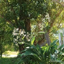 Matapouri Bay - Arthropodium 20 Matapouri Bay - Arthropodium -Plant Sale Store apo matapouri bay woodland