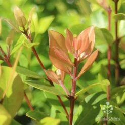 Metrosideros Little Ewan - Dwarf NZ Christmas Bush 26 Metrosideros Little Ewan - Dwarf NZ Christmas Bush -Plant Sale Store apo metrosideros little ewan new leaf