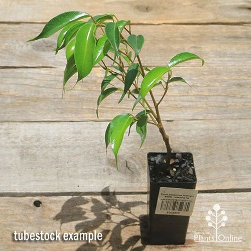 Ficus Benjamina Midnight Beauty - Weeping Fig 5 Ficus Benjamina Midnight Beauty - Weeping Fig - Image 3