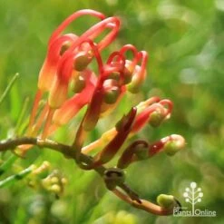 Grevillea Mini Marvel -Plant Sale Store apo mini marvel bud