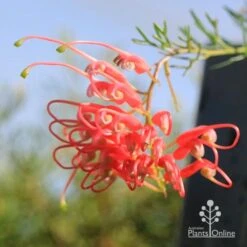 Grevillea Mini Marvel -Plant Sale Store apo mini marvel flower opening