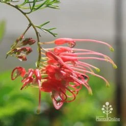 Grevillea Mini Marvel -Plant Sale Store apo mini marvel grevillea flower closeup