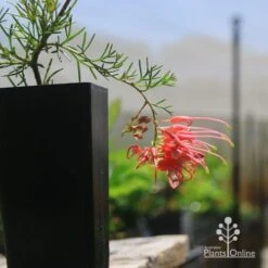 Grevillea Mini Marvel -Plant Sale Store apo mini marvel grevillea tubestock closeup