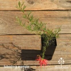 Grevillea Mini Marvel -Plant Sale Store apo mini marvel grevillea tubestock top in flower