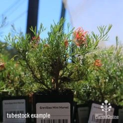 Grevillea Mini Marvel -Plant Sale Store apo mini marvel tubestock in flower