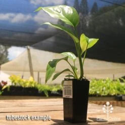 Philodendron Minima - Mini Monstera -Plant Sale Store apo mini monstera tubestock