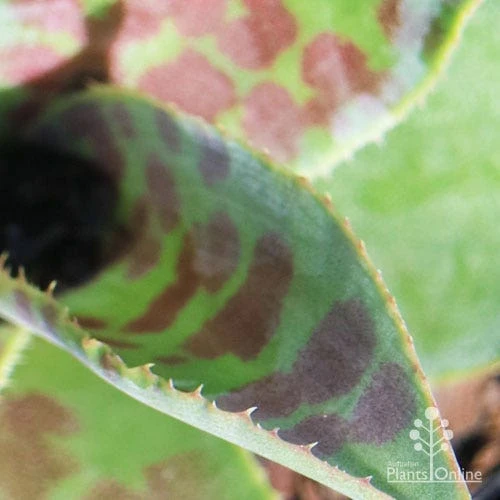 Mangave Mission To Mars - Succulent 8 Mangave Mission To Mars - Succulent - Image 6