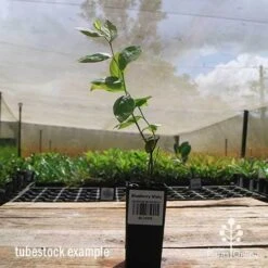 Blueberry Misty 21 Blueberry Misty -Plant Sale Store apo misty tubestock side