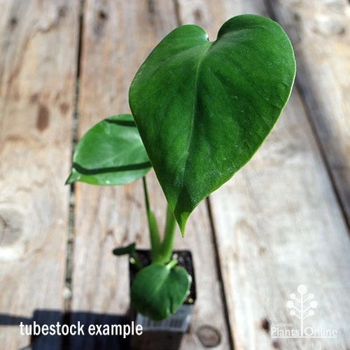 Monstera Deliciosa - Fruit Salad Plant, Swiss Cheese 4 Monstera Deliciosa - Fruit Salad Plant, Swiss Cheese - Image 2