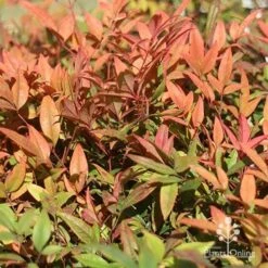Nandina Moonbay 21 Nandina Moonbay -Plant Sale Store apo moonbay winter colours