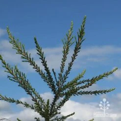 Leptospermum Liversidgei Mozzie Blocker 19 Leptospermum Liversidgei Mozzie Blocker -Plant Sale Store apo mozzie blocker blue sky