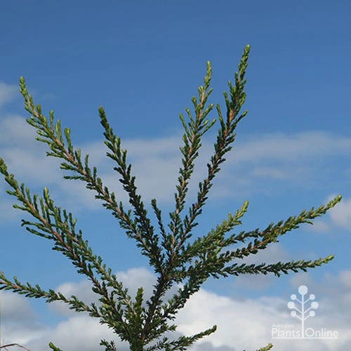 Leptospermum Liversidgei Mozzie Blocker 10 Leptospermum Liversidgei Mozzie Blocker - Image 8