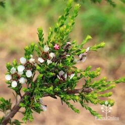 Leptospermum Liversidgei Mozzie Blocker 17 Leptospermum Liversidgei Mozzie Blocker -Plant Sale Store apo mozzie blocker flowering stem
