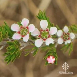 Leptospermum Liversidgei Mozzie Blocker 14 Leptospermum Liversidgei Mozzie Blocker -Plant Sale Store apo mozzie blocker flowers closeup