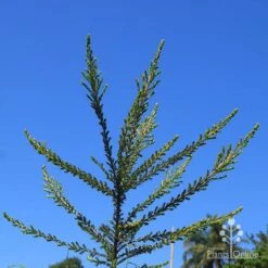 Leptospermum Liversidgei Mozzie Blocker 21 Leptospermum Liversidgei Mozzie Blocker -Plant Sale Store apo mozzie blocker habit