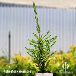 Leptospermum Liversidgei Mozzie Blocker 16 Leptospermum Liversidgei Mozzie Blocker -Plant Sale Store apo mozzie blocker tubestock