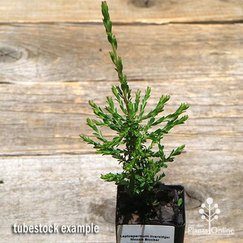 Leptospermum Liversidgei Mozzie Blocker 4 Leptospermum Liversidgei Mozzie Blocker - Image 2