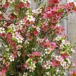 Chamelaucium MY SWEET 16™ - Waxflower 12 Chamelaucium MY SWEET 16™ - Waxflower -Plant Sale Store apo my sweet 16 waxflower2