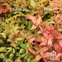 Nandina Gulf Stream 22 Nandina Gulf Stream -Plant Sale Store apo nandina gulf stream v blush january