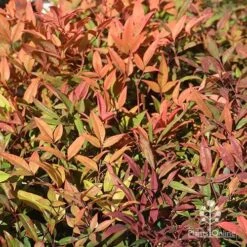 Nandina Moonbay 15 Nandina Moonbay -Plant Sale Store apo nandina moonbay winter colours
