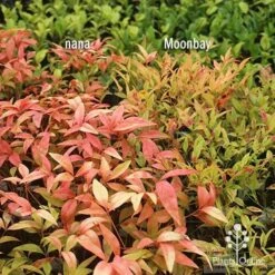 Nandina Moonbay 19 Nandina Moonbay -Plant Sale Store apo nandina nana v moonbay january