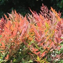 Nandina Obsession -Plant Sale Store apo nandina obsession colour