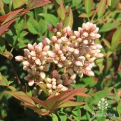 Nandina Obsession -Plant Sale Store apo nandina obsession flowers 1