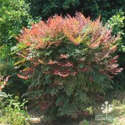 Nandina Obsession -Plant Sale Store apo nandina obsession full grown