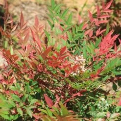 Nandina Obsession -Plant Sale Store apo nandina obsession leaf flower
