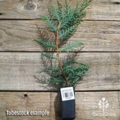 Cupressocyparis Naylors Blue - Leyland Cypress -Plant Sale Store apo naylors blue cypress tubestock