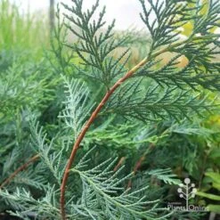 Cupressocyparis Naylors Blue - Leyland Cypress -Plant Sale Store apo naylors blue red stems