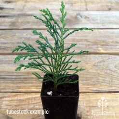 Cupressocyparis Naylors Blue - Leyland Cypress -Plant Sale Store apo naylors blue tubestock