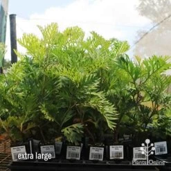 Grevillea Ned Kelly 23 Grevillea Ned Kelly -Plant Sale Store apo ned kelly dec large