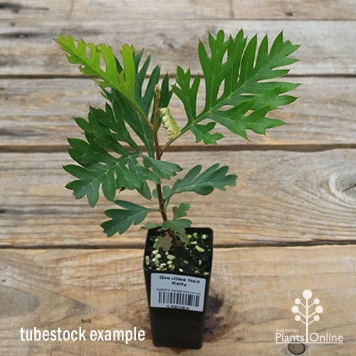 Grevillea Ned Kelly 4 Grevillea Ned Kelly - Image 2