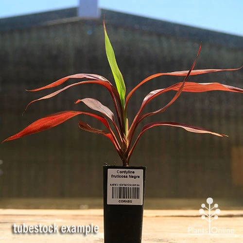 Cordyline Fruticosa Negra 4 Cordyline Fruticosa Negra - Image 2