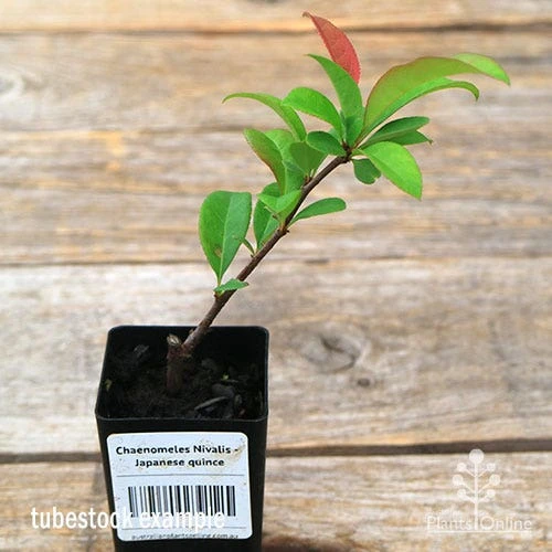 Chaenomeles Nivalis - Japanese Quince 4 Chaenomeles Nivalis - Japanese Quince - Image 2