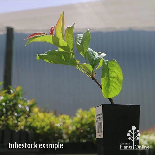 Chaenomeles Nivalis - Japanese Quince 9 Chaenomeles Nivalis - Japanese Quince - Image 7