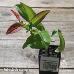 Chaenomeles Nivalis - Japanese Quince 14 Chaenomeles Nivalis - Japanese Quince -Plant Sale Store apo nivalis quince tubestock 1