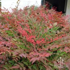 Nandina Obsession -Plant Sale Store apo obsession new growth